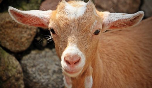 旅のアイテムに仲間入り「旅する石鹸」